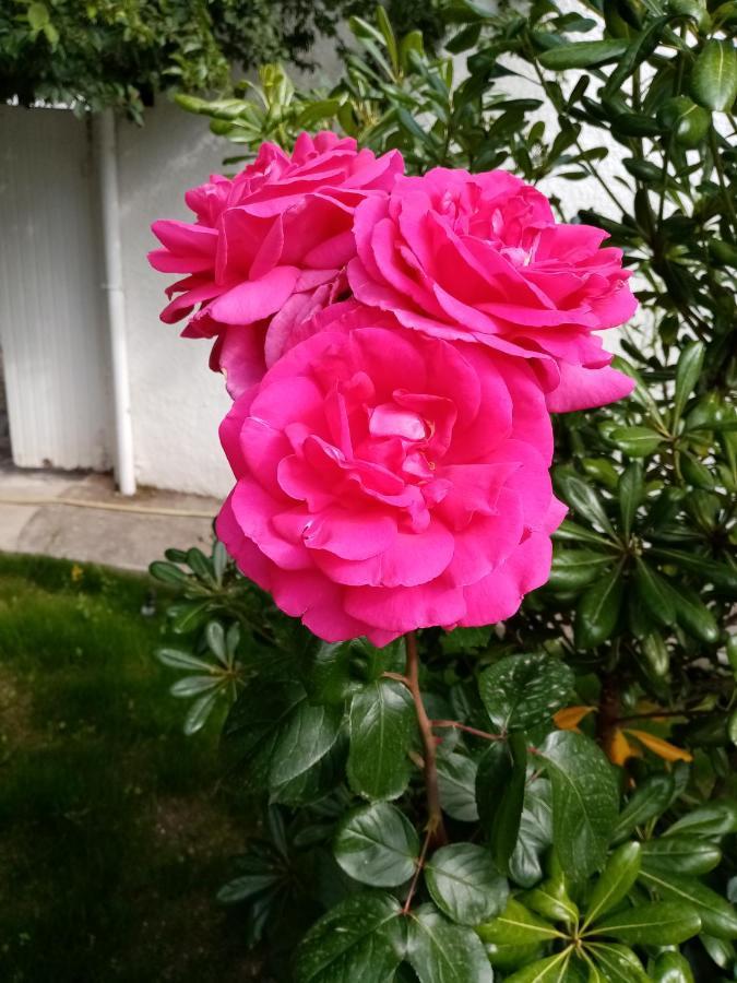 Le Flamant Rose Acomodação com café da manhã Salin-de-Giraud Exterior foto