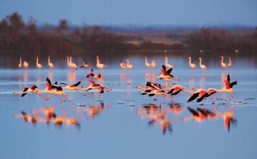 Le Flamant Rose Acomodação com café da manhã Salin-de-Giraud Exterior foto
